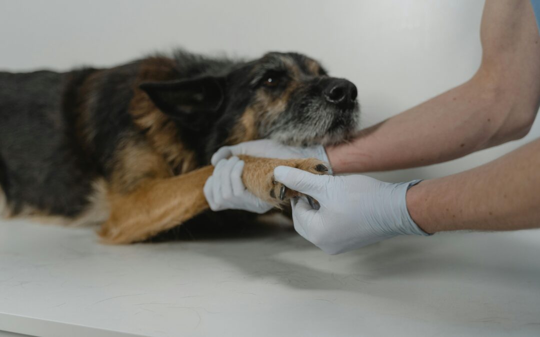 TSAG Animals and Human Health Innovative Project Opportunity